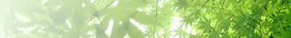 g_leaf01.png