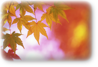 s_MP900438909.png