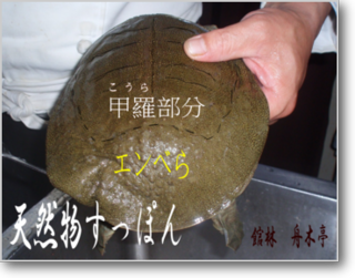 s_kame-1.png